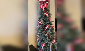 मेरी क्रिसमस वीडियो,...