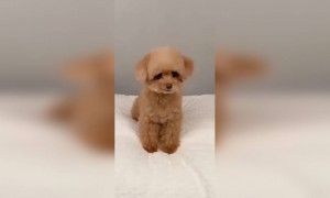 क्यूट डॉग,,.......