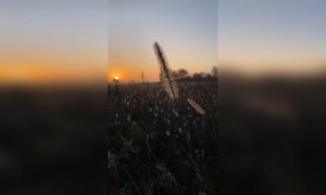 क्यूट डॉगी