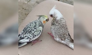 लव बर्ड्स