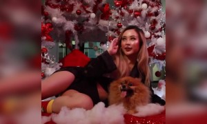 क्रिसमस में कुत्ते संग मस्ती