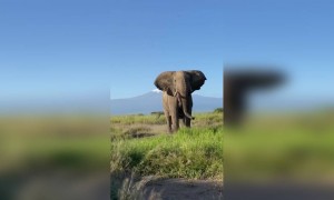 हाथी राजा