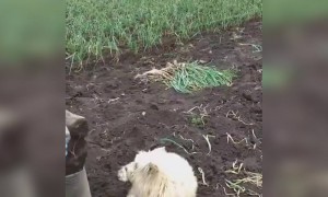 कुत्ता के साथ कैसा कर रहा है देखो फनी मोमेंट !