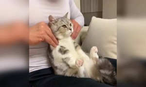 बिल्ली आराम ले रही है