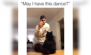 बिल्ली के साथ स्लो मोशन डांस वीडियो वायरल !