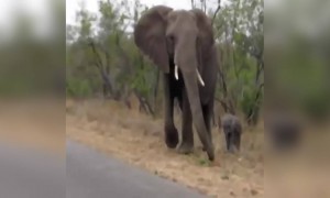हाथी का वायरल वीडियो