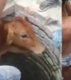 एक मुस्लिम लड़का जो डूबती गाय को बचाने कूद गया कुंए में, देखें विडिओ