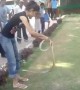 सांप से खेलना इस लड़की के लिए बच्चों का खेल 