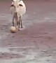 दिल थाम के बैठिये और देखिये फुटबॉलर गाय