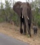 हाथी का वायरल वीडियो